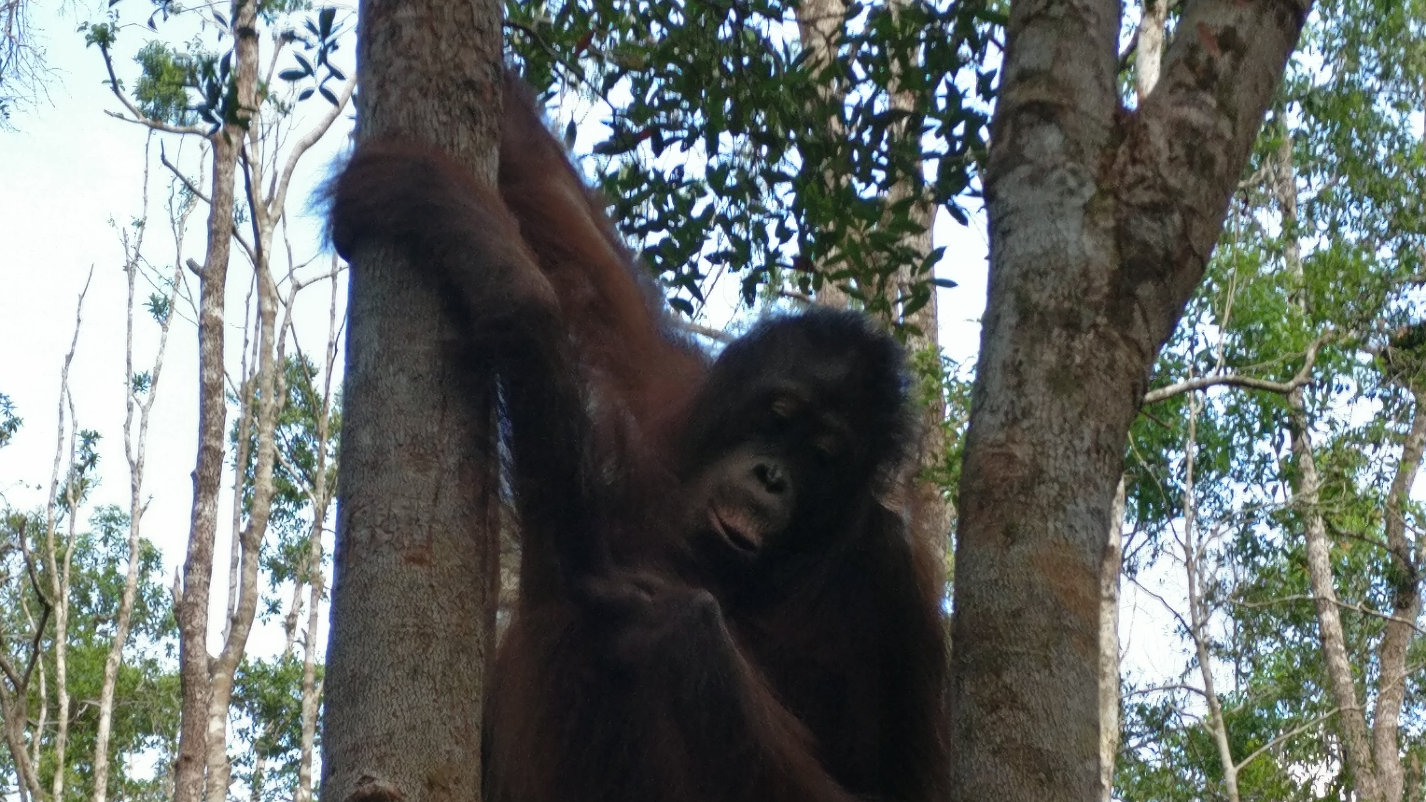 Orangutanes en Borneo 